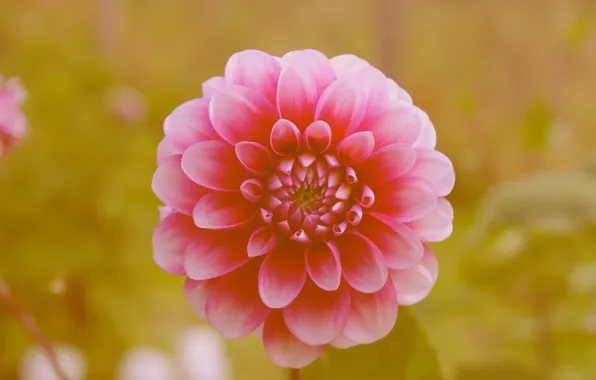 Цветы, лепестки, боке