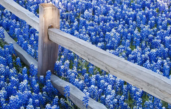 Картинка цветы, природа, ограда