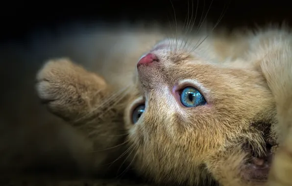 Кошка, глаза, взгляд, крупный план, поза, котенок, рыжий, мордочка