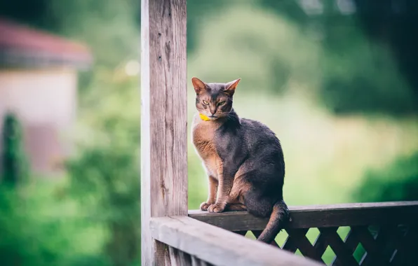 Кошка, кот, взгляд, доски, перила, злой, балкон, сидит