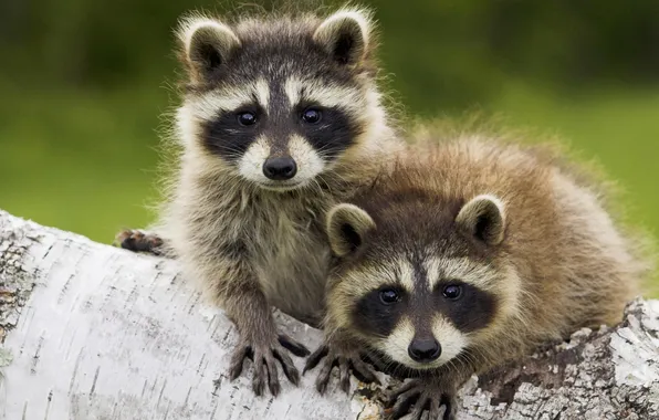 Cute, raccoon, cubs