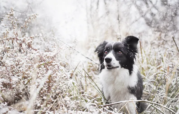 Картинка зима, природа, собака