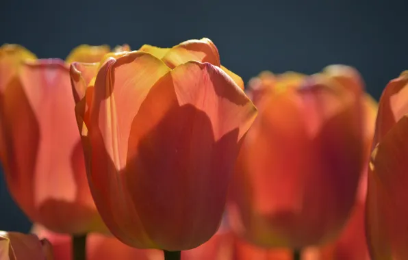 Цветы, природа, тюльпаны