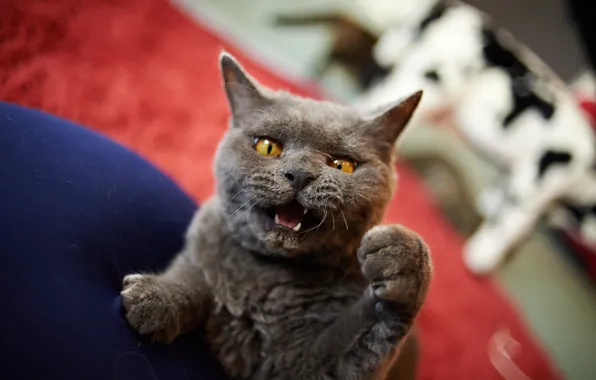 Cat, angry, catzilla