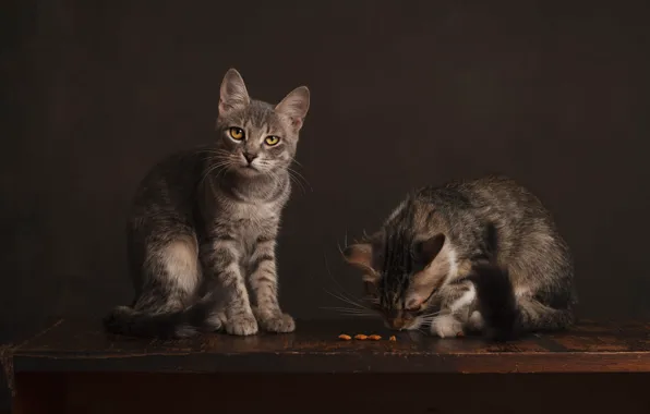 Взгляд, кошки, поза, темный фон, котенок, стол, серый, мордочка