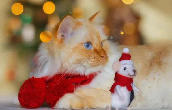 Кошка, кот, взгляд, поза, блики, игрушка, пушистый, мышь