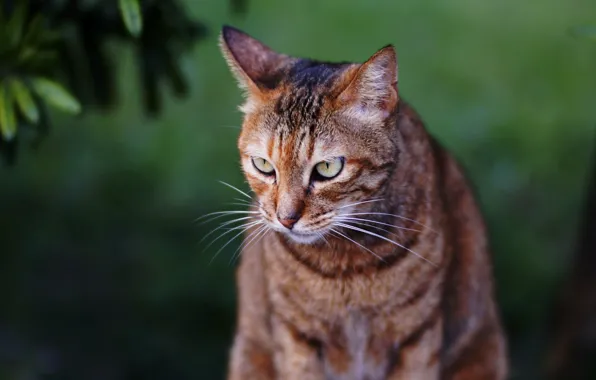 Глаза, кот, фон, коте