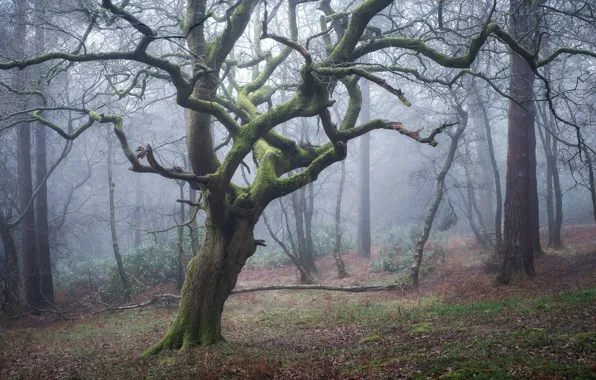 Лес, деревья, природа, туман