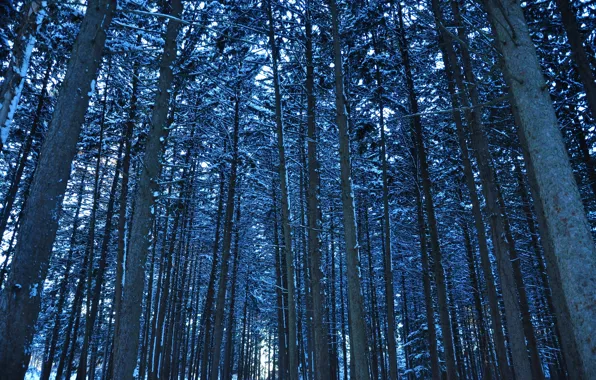 Картинка зима, лес, снег, деревья, ствол