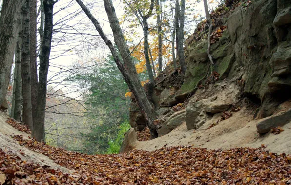 Картинка листва, Осень, autumn, leaves, fall