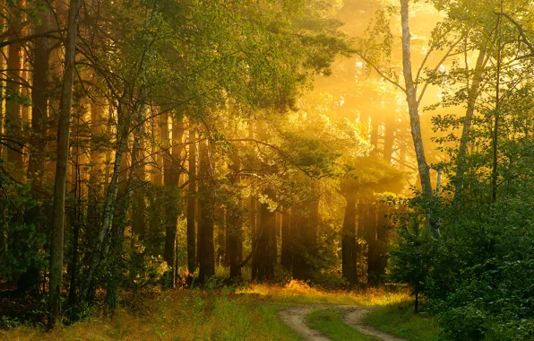Картинка дорога, лес, свет, природа, тепло