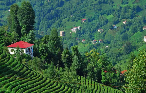 Природа, Горы, Деревья, Nature, Турция, Turkey, Mountains, Trees