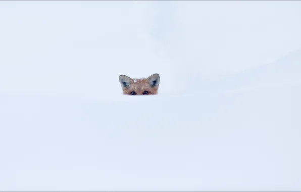 Snow, animals, oops, secret, fox