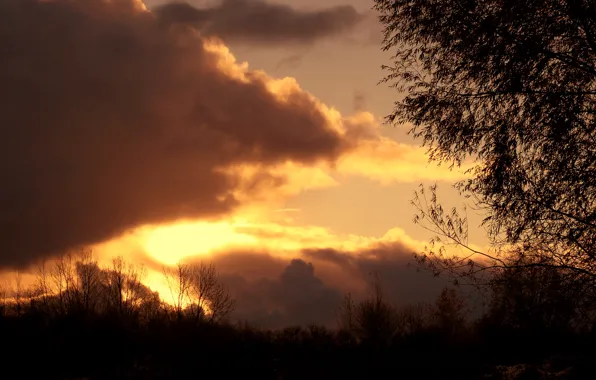 Sky, sunset, cloud, tree