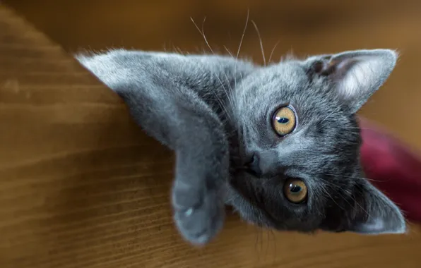 Кошка, глаза, взгляд, котенок, серый, фон, игра, лапа