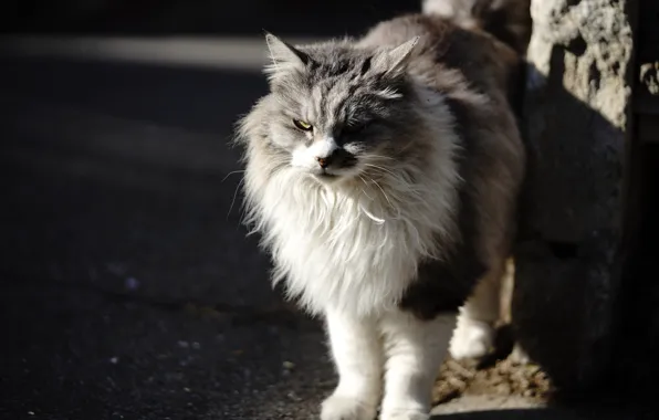 Кошка, фон, шерсть