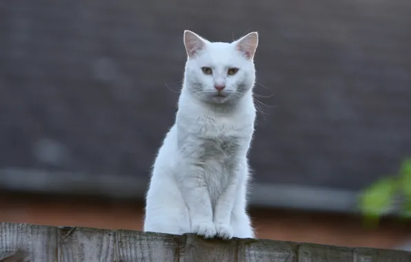 Белый, кот, забор