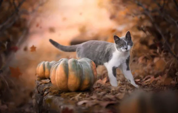 Осень, кошка, кот, листья, природа, ветви, тыквы, листопад