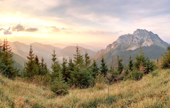 Картинка Горы, Панорама, Вид, Рассвет, Долина, Slovakia, Словакия, Ели