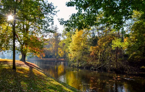 Осень, листья, солнце, деревья, пруд, парк, Нидерланды, Vught