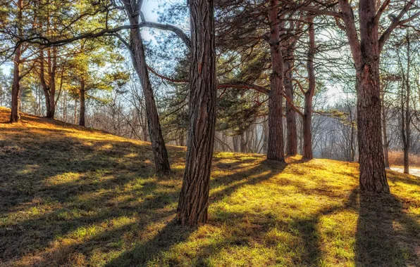 Осень, деревья, пейзаж, природа, парк, склон, Павел Сагайдак