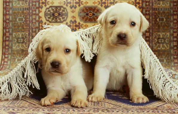 Картинка ковер, Щенки, двое, два, puppy