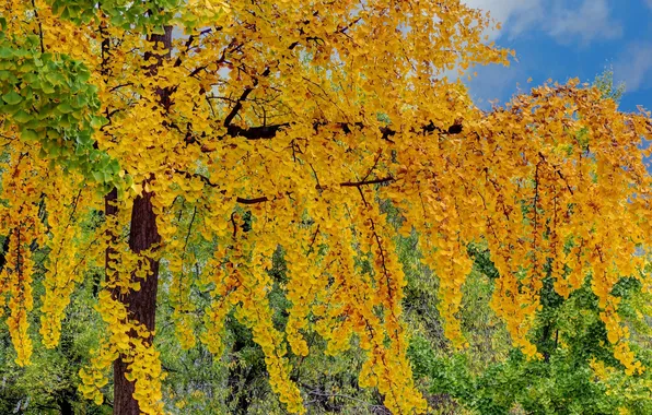 Картинка осень, небо, листья, дерево, краски
