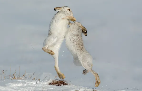 Картинка природа, Mountain Hare, Defensive