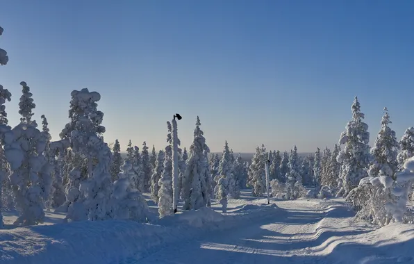 Картинка зима, дорога, небо, снег, деревья, улица, ель, столб