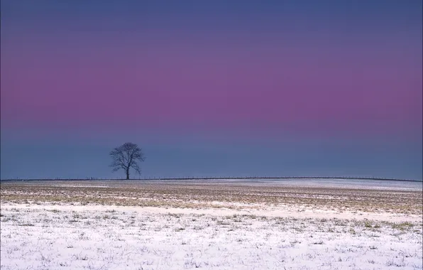 Картинка поле, небо, снег, дерево