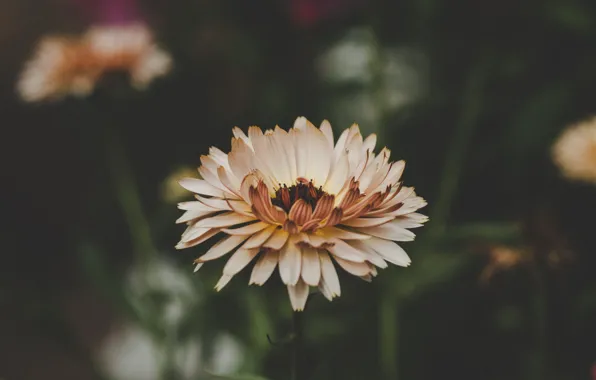 Цветок, Растение, Растения, Flower, Flowers, Color, Flora, Plants