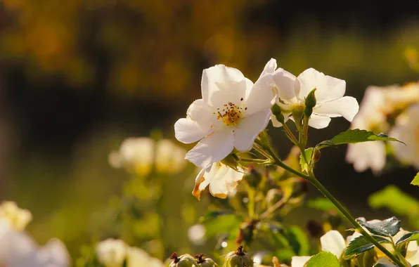 Rose, white, flower