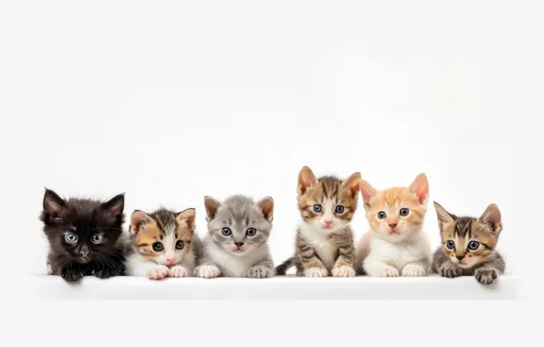 Скачать обои взгляд, кошки, поза, котенок, котята, белый фон, мордашки ...