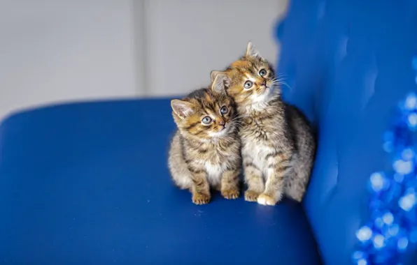 Кошка, взгляд, синий, котенок, фон, диван, мордочка, котята