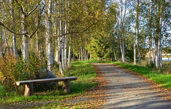 Картинка trees, Park, autumn, lake, bench, path, birch