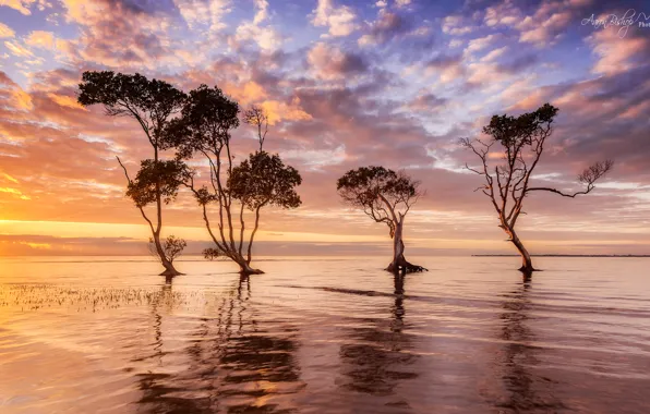 Картинка небо, вода, деревья, утро, Австралия
