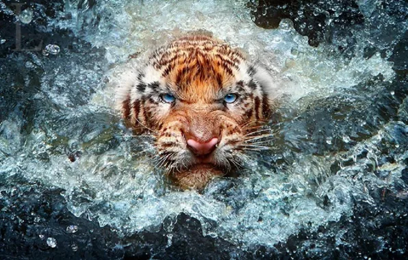 Background, animal, angry, big cat, triger, -wildlife