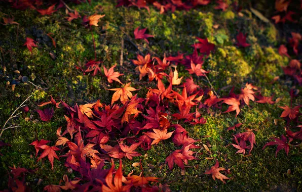 Осень, листья, красные