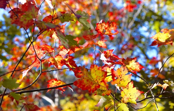 Картинка осень, листья, дерево, багрянец