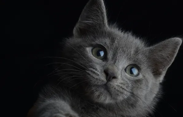 Кошка, морда, пушистая