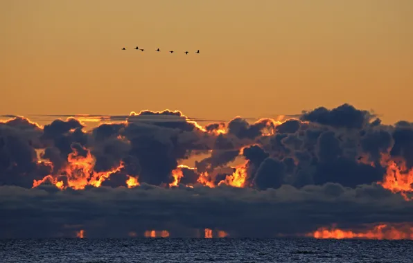 Sunset, seascape, clouds, birds