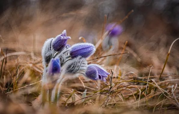 Капли, цветы, природа, роса, поляна, размытие, весна, бутоны