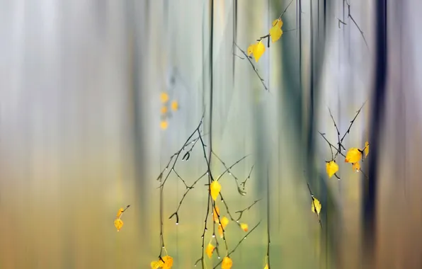 Картинка осень, листья, ветки, природа, фон