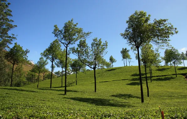 Картинка небо, деревья, холмы, чай, плантация