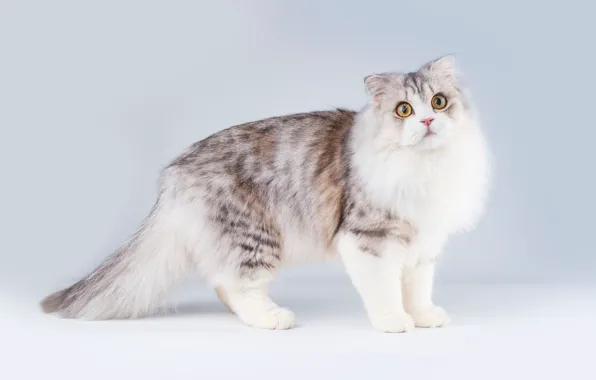 Кошка, кот, взгляд, морда, поза, лапы, мордочка, хвост