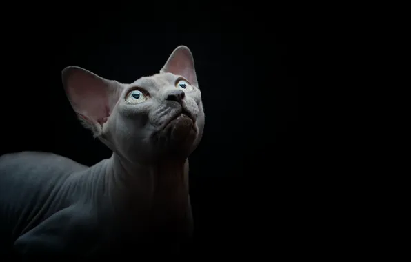 Кошка, фон, сфинкс