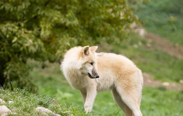 Nature, predator, animal, wolf, wildlife, portrait, portrait., Canis lupus. face