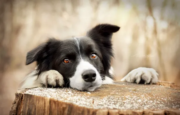 Взгляд, друг, собака