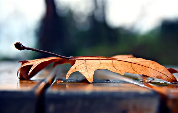 Осень, лист, лавочка, клен