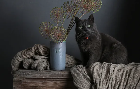 Кошка, кот, взгляд, поза, серый, букет, растения, ткань